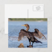 Dubbelvoudig gespleten aalscholver op het meer van briefkaart (Voorkant / Achterkant)