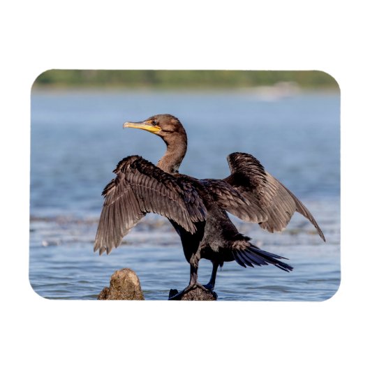 Dubbelvoudig gespleten aalscholver op het meer van magneet (Horizontaal)