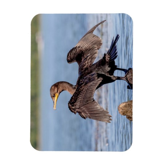 Dubbelvoudig gespleten aalscholver op het meer van magneet (Verticaal)