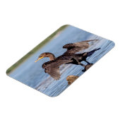 Dubbelvoudig gespleten aalscholver op het meer van magneet (Linkerzijde)