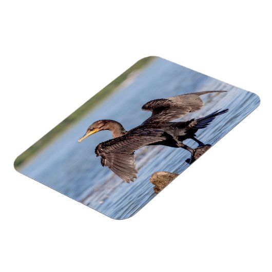 Dubbelvoudig gespleten aalscholver op het meer van magneet (Linkerzijde)