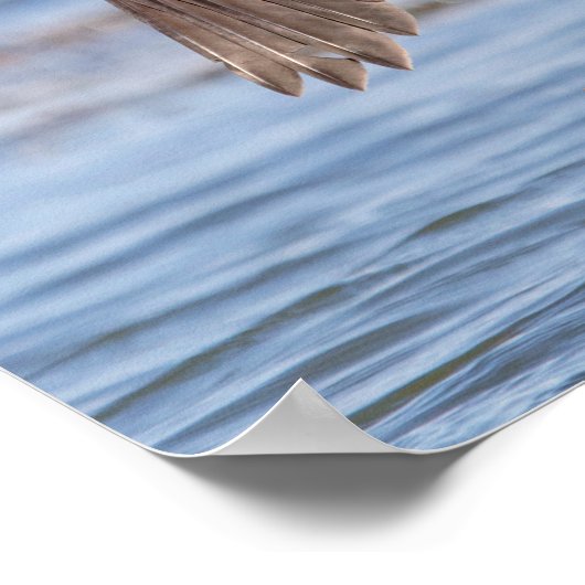 Dubbelvoudig gespleten aalscholver op het meer van poster (Hoek)