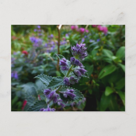 Dublin Blooms Briefkaart (Voorkant)