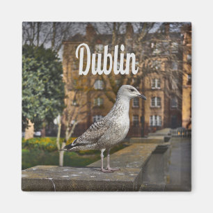 Dublin Ireland Bird on Brick Wall Magneet