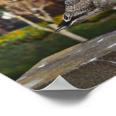 Dublin Ireland Bird on Brick Wall Poster (Hoek)