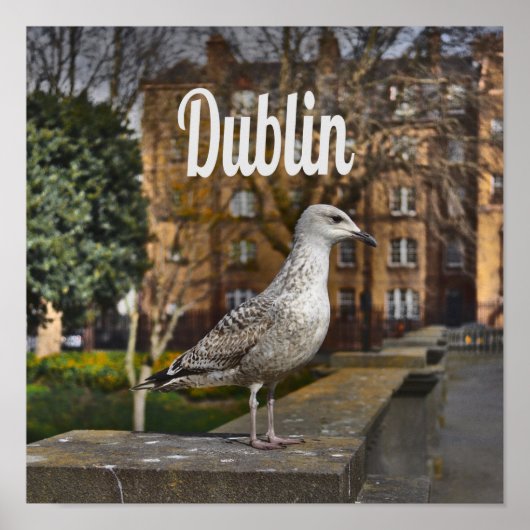 Dublin Ireland Bird on Brick Wall Poster (Voorkant)