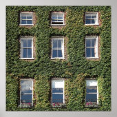 Dublin Town House Windows en climate ivy Poster (Voorkant)