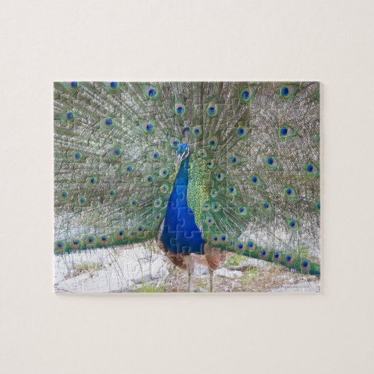 Dubrovnik, Kroatië, Lokrum Island, kleurrijk Legpuzzel (Horizontaal)