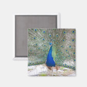 Dubrovnik, Kroatië, Lokrum Island, kleurrijk Magneet (Voorkant / Achterkant)