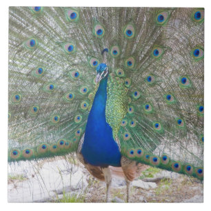 Dubrovnik, Kroatië, Lokrum Island, kleurrijk Tegeltje