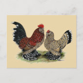 D'Uccle Bantams:  Mille Fleur Briefkaart (Voorkant)