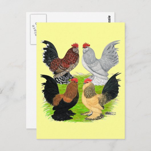 D'Uccles Four Roosters Briefkaart (Voorkant / Achterkant)