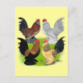 D'Uccles Four Roosters Briefkaart (Voorkant)