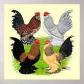 D'Uccles Four Roosters Poster (Voorkant)