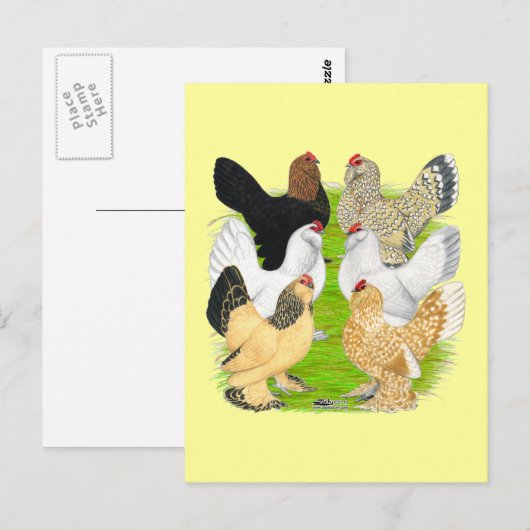 D'Uccles Six Hens Briefkaart (Voorkant / Achterkant)