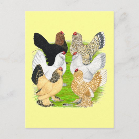 D'Uccles Six Hens Briefkaart (Voorkant)