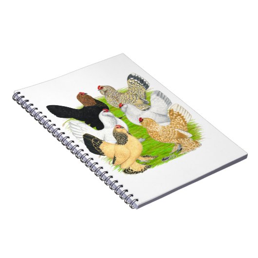 D'Uccles Six Hens Notitieboek (Rechterzijde)