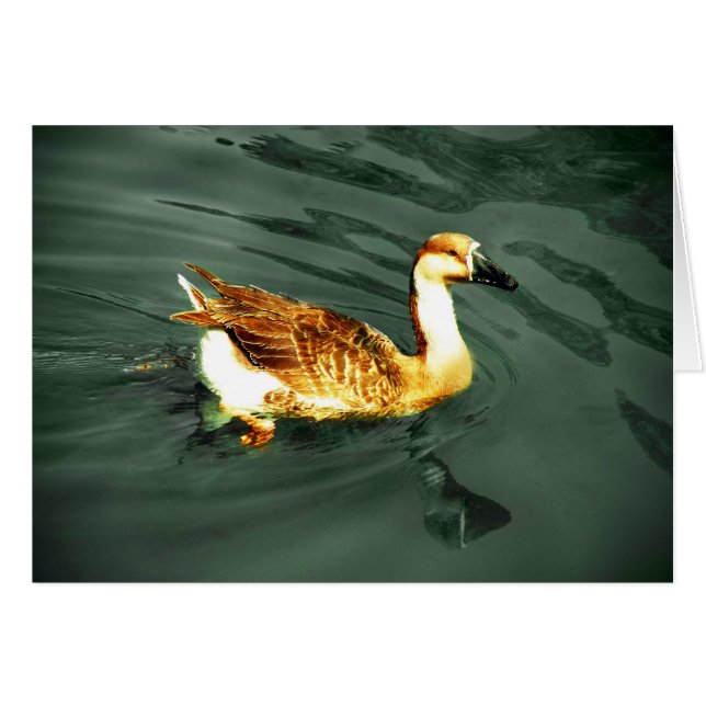 Duck (Voorkant Horizontaal)