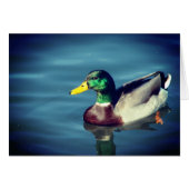 Duck (Voorkant Horizontaal)