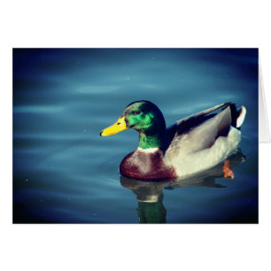 Duck