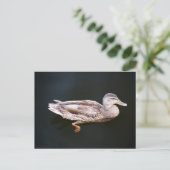 Duck 907b briefkaart (Staand voorkant)