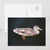 Duck 907b briefkaart (Voorkant / Achterkant)
