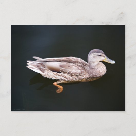 Duck 907b briefkaart (Voorkant)