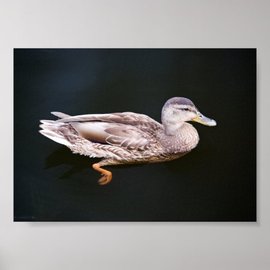 Duck 907b poster (Voorkant)