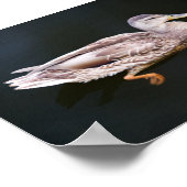 Duck 907b poster (Hoek)
