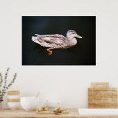 Duck 907b poster (Keuken)