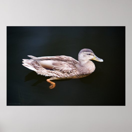 Duck 907b poster (Voorkant)