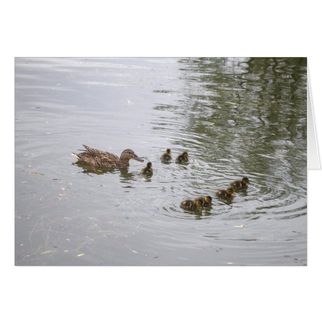 Duck and ducklings Card (Voorkant Horizontaal)