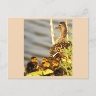Duck and Ducklings Photo Briefkaart