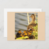 Duck and Ducklings Photo Briefkaart (Voorkant / Achterkant)