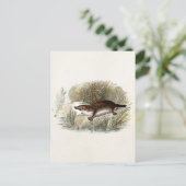  Duck Bill Platypus Illustration uit de jaren 1800 Briefkaart (Staand voorkant)