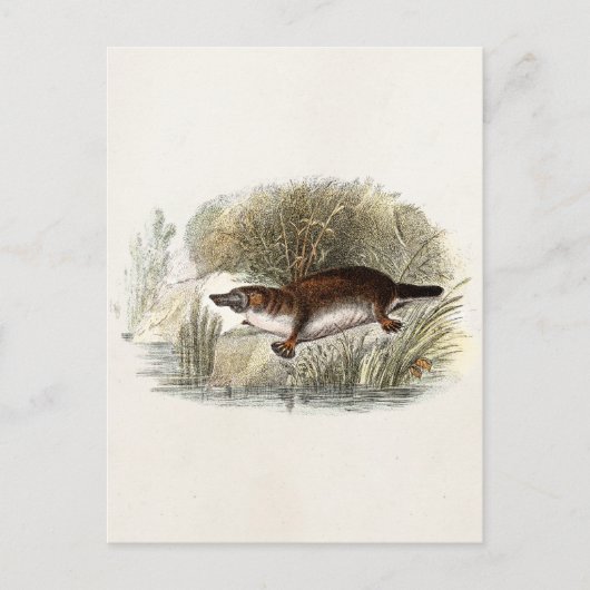  Duck Bill Platypus Illustration uit de jaren 1800 Briefkaart (Voorkant)