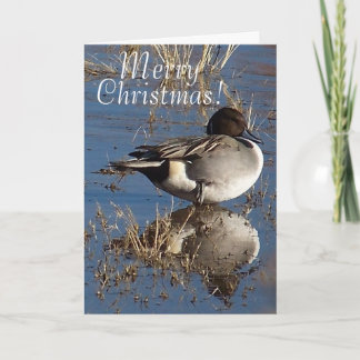 Duck Bird Animal Christmas Feestdagen
