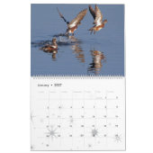 Duck Birds Wildlife Animals Ducking 2016 2017 Kalender (Jan 2027)