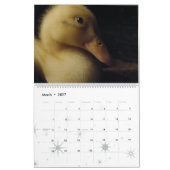 Duck Birds Wildlife Animals Ducking 2016 2017 Kalender (Mar 2027)