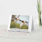 Duck Birthday Card (of elke andere gelegenheid) Kaart (Achterkant)