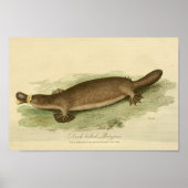  Duck Bled Platypus Natural History afdrukken Poster (Voorkant)