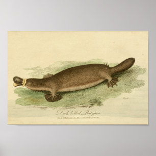 Duck Bled Platypus Natural History afdrukken Poster
