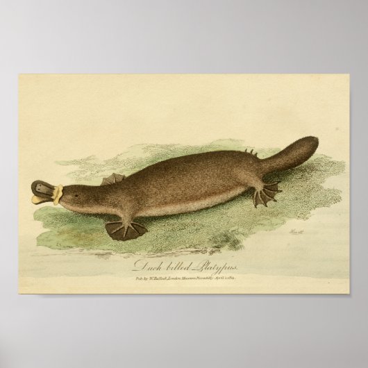  Duck Bled Platypus Natural History afdrukken Poster (Voorkant)