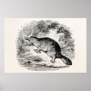 Duck Bond Platypus Persoonlijke Dieren Poster