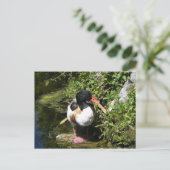 Duck Briefkaart (Staand voorkant)