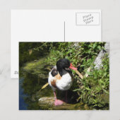 Duck Briefkaart (Voorkant / Achterkant)