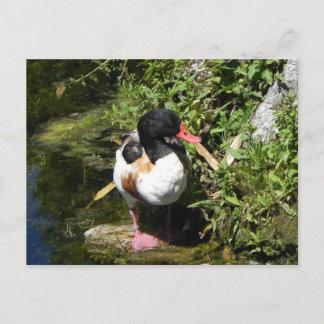 Duck Briefkaart