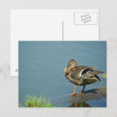 Duck Briefkaart (Voorkant / Achterkant)