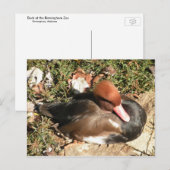 Duck Briefkaart (Voorkant / Achterkant)