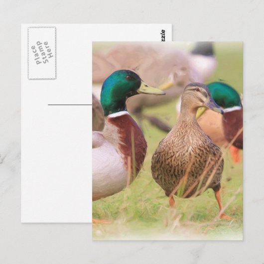 Duck Briefkaart (Voorkant / Achterkant)